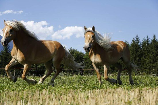 Fattoria Didattica En Galavra