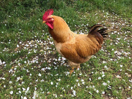 Azienda Agricola La Schirata