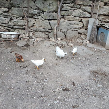 Il leprotto bisestile